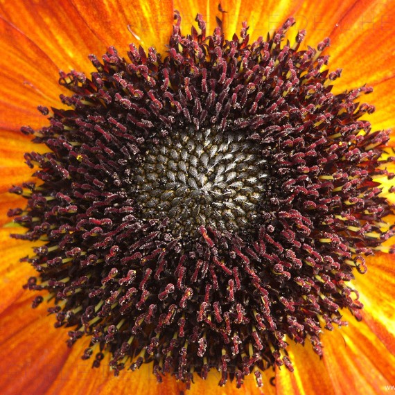 Cœur de fleur de tournesol