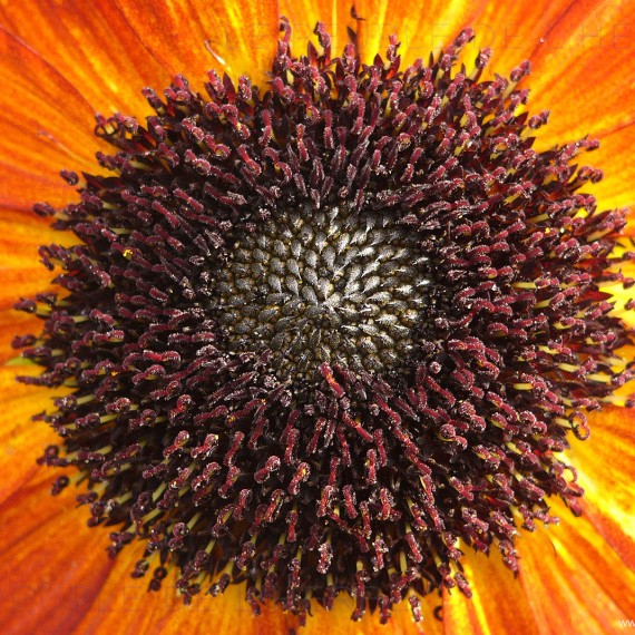 Cœur de fleur de tournesol