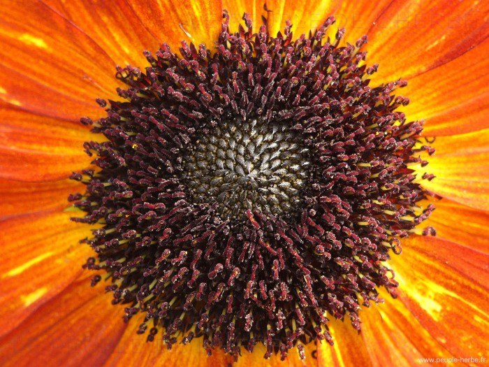 Cœur de fleur de tournesol