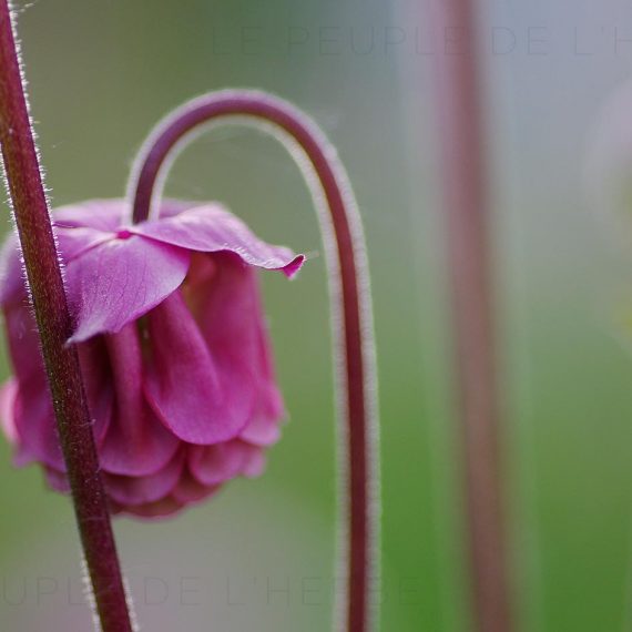 Fleur ancolie double