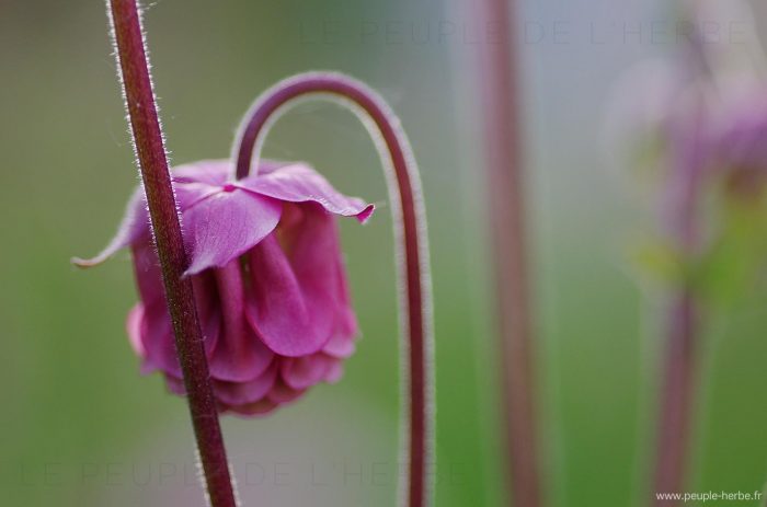 Fleur ancolie double