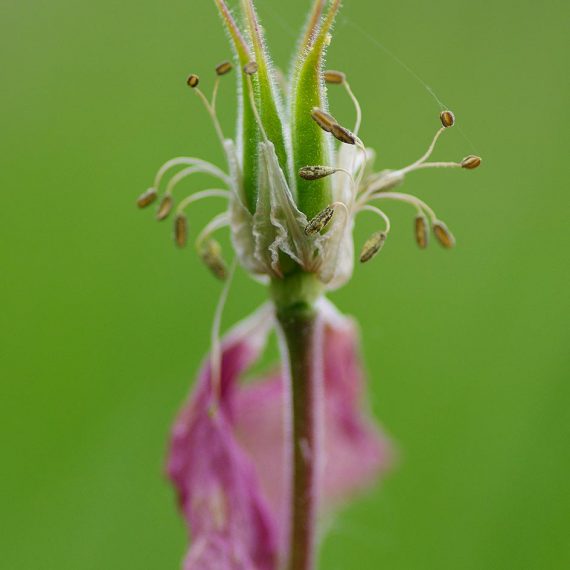 Fleur ancolie fanée