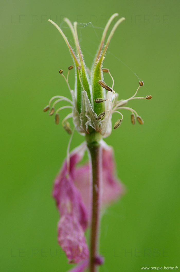 Fleur ancolie fanée