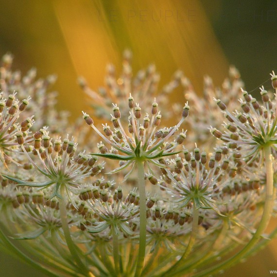 Fleur de Carotte sauvage