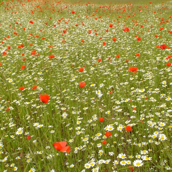 Marguerites et coquelicots