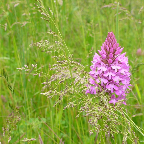 Orchis pyramidal