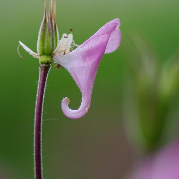 Ancolie fanée