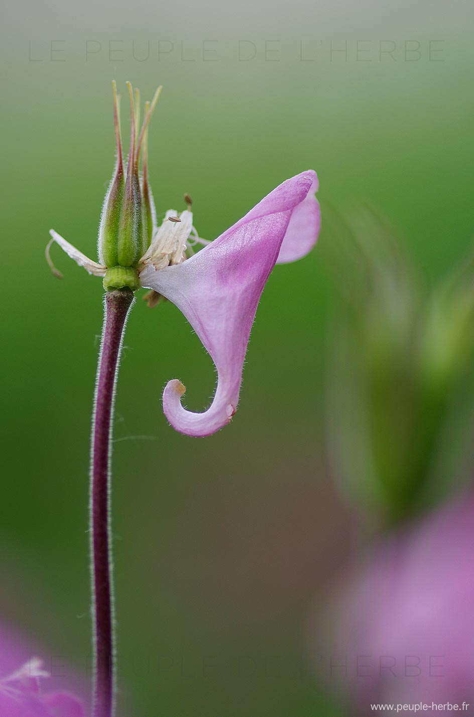 Ancolie fanée