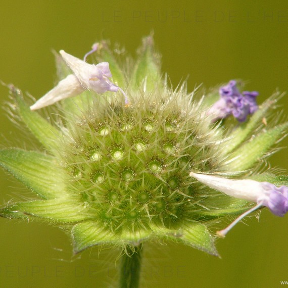 Macrophotographie de scabieuse fanée