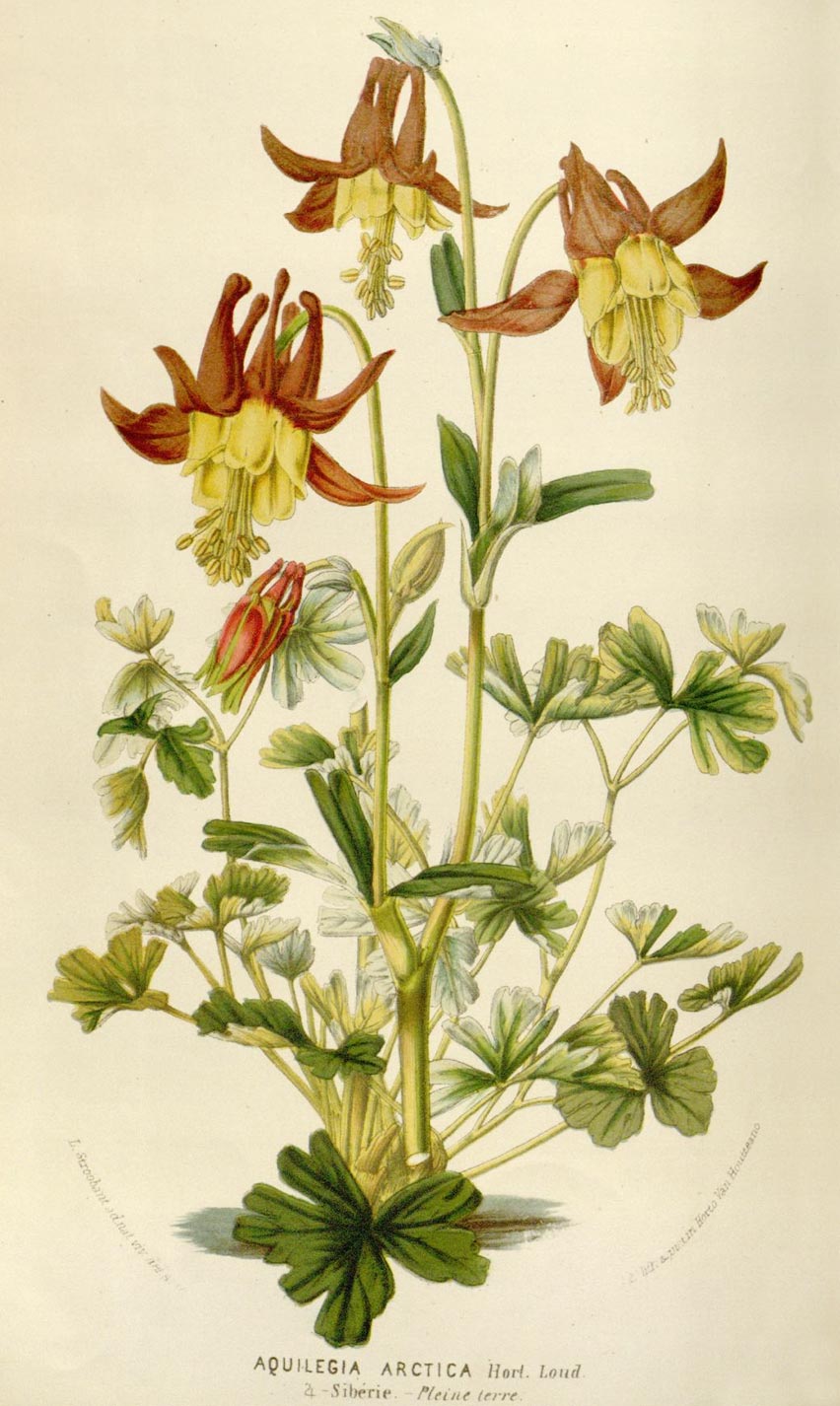 Planche botanique Aquilegia arctica