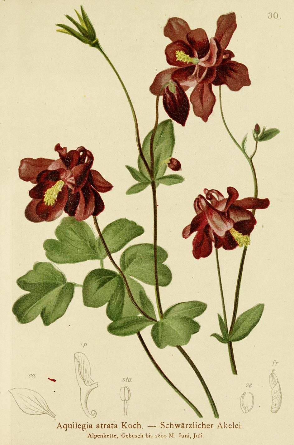 Planche botanique Aquilegia atrata