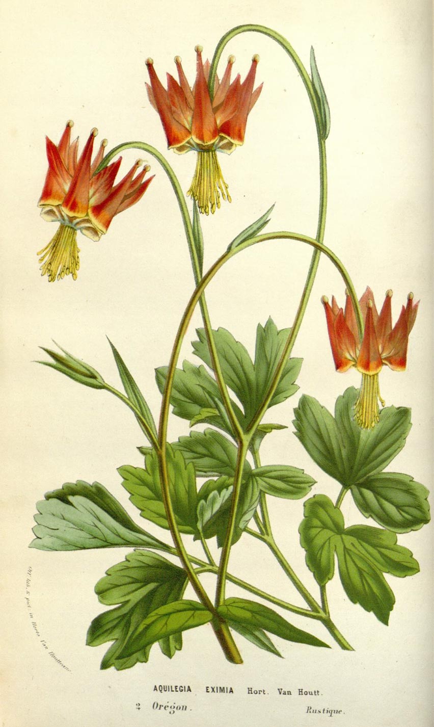 Planche botanique Aquilegia eximia