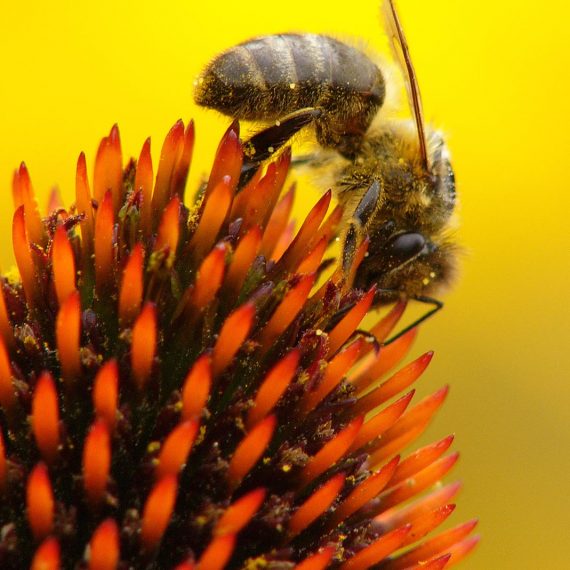 Abeille domestique sur echinacée (Apis mellifera)