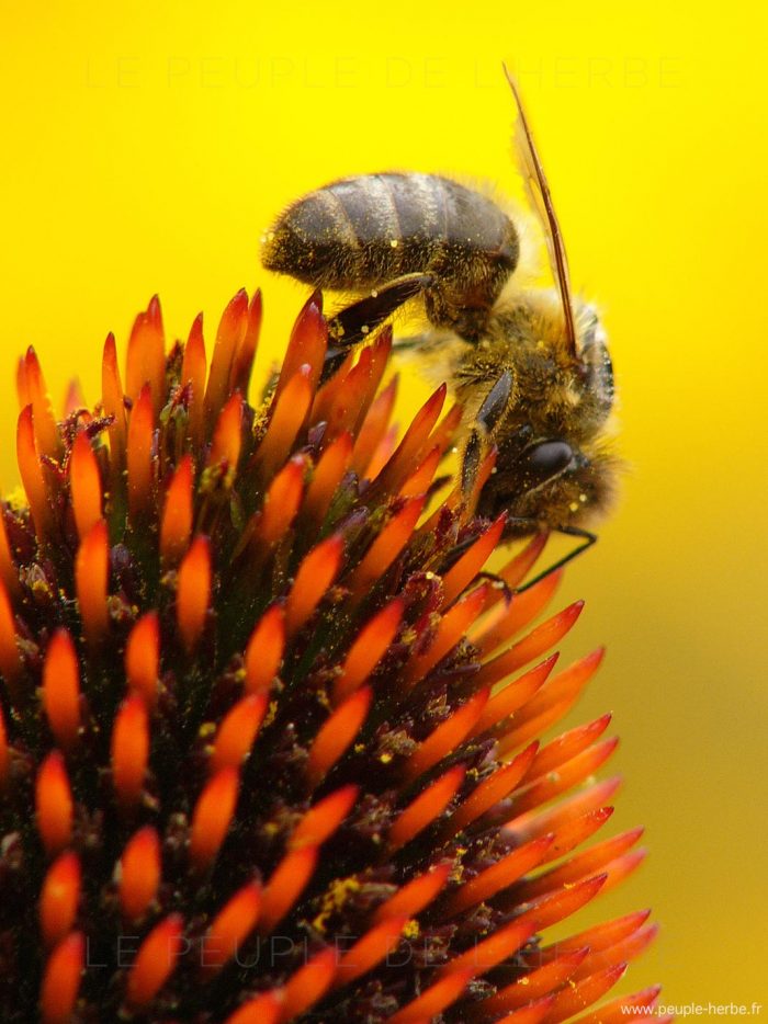 Abeille domestique sur echinacée (Apis mellifera)