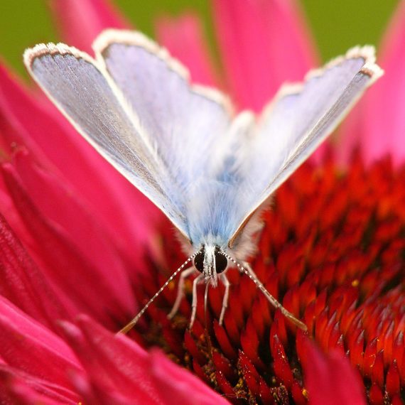 L'Argus bleu mâle (Polyommatus icarus)