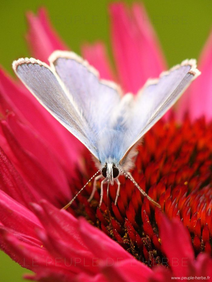 L'Argus bleu mâle (Polyommatus icarus)