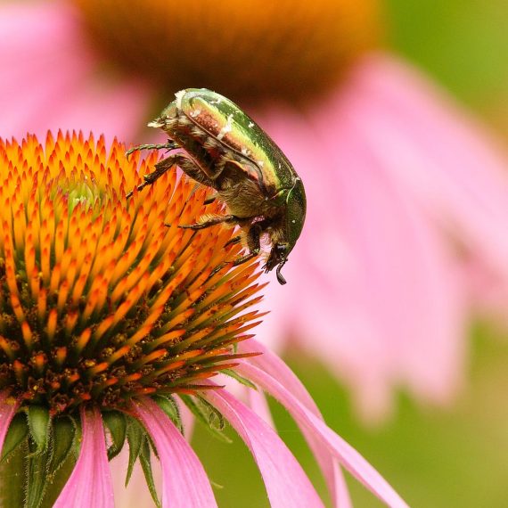 Cétoine dorée (Cetonia aurata)