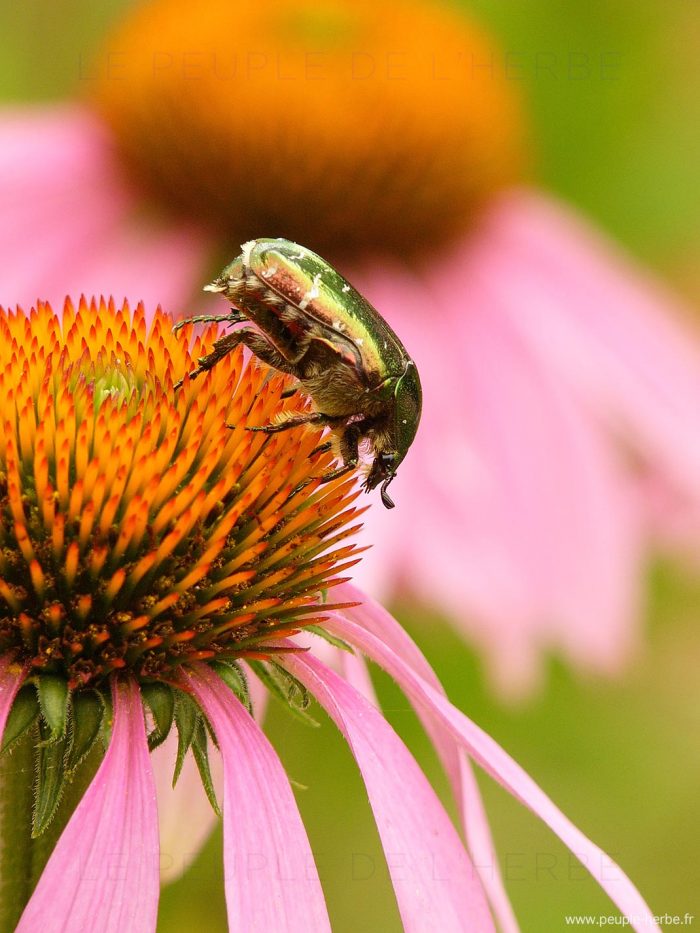 Cétoine dorée (Cetonia aurata)