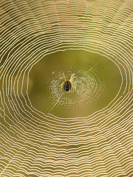 Photo macro araignée Mangore petite-bouteille (Mangora acalypha)