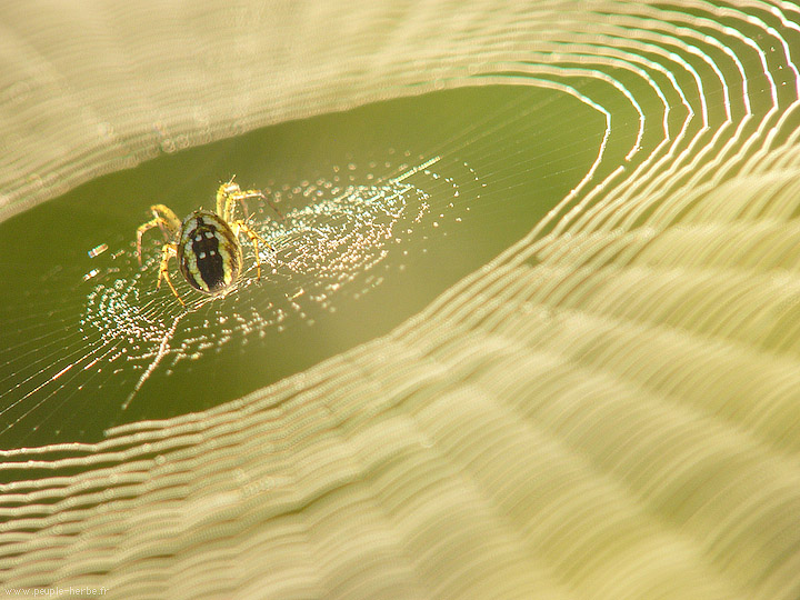 Photo macro araignée Mangore petite-bouteille (Mangora acalypha)