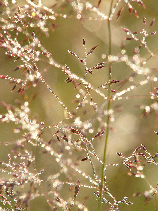 Photo macro Graminée