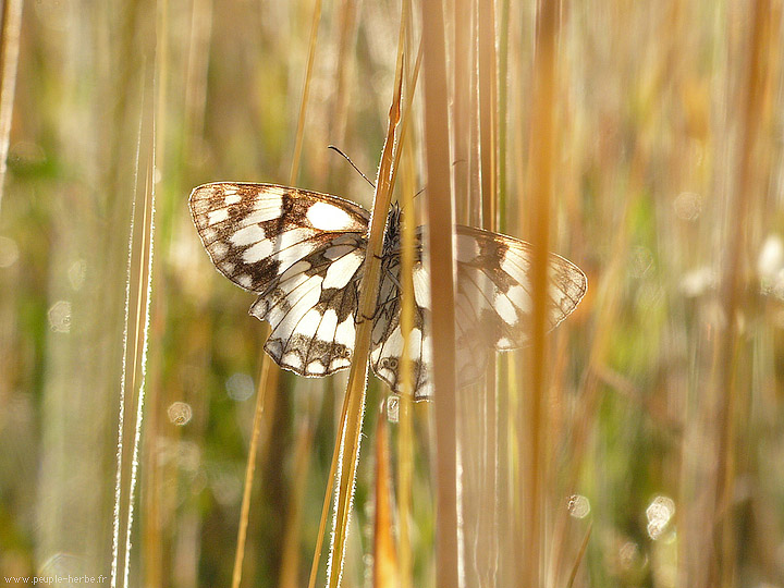 Photo macro papillon Le Demi-deuil (Melanargia galathea)