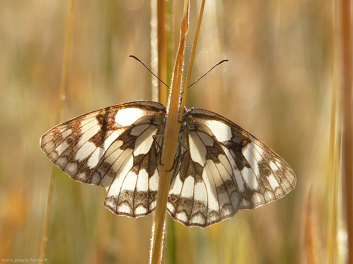 Photo macro papillon Le Demi-deuil (Melanargia galathea)