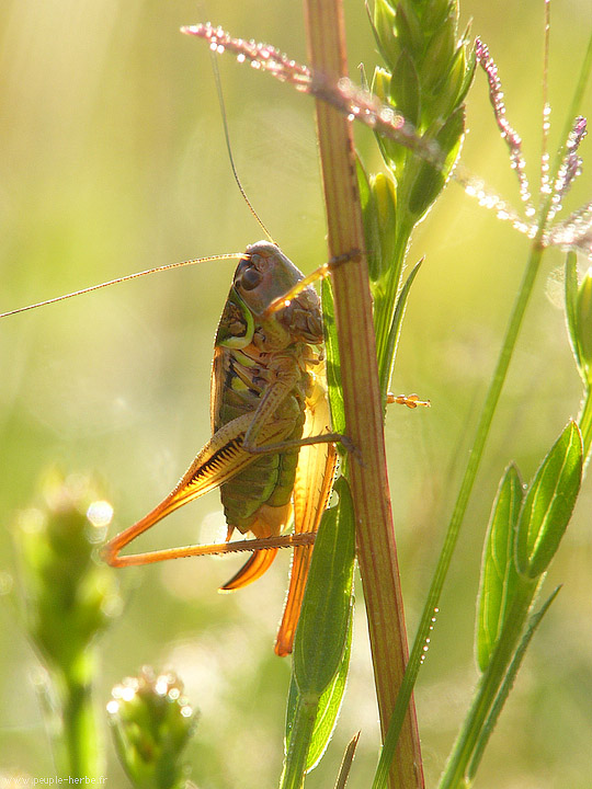 Photo macro Sauterelle (Tettigoniidae)