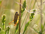 Sauterelle - Tettigoniidae - Macrophotographie