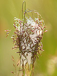 Toile d'araignée - Araneae - Macrophotographie