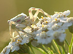 Thomise - Thomisus onustus - Macrophotographie