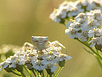 Thomise - Thomisus onustus - Macrophotographie