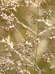 Graminée - Macrophotographie