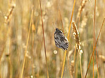 Le Demi-deuil - Melanargia galathea - Macrophotographie