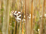 Le Demi-deuil - Melanargia galathea - Macrophotographie