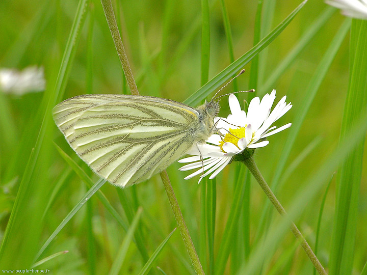 Photo macro papillon La Piéride du navet (Pieris napi)