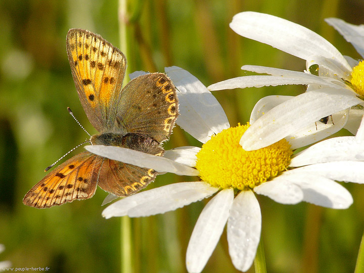 Photo macro papillon Le Cuivré commun (Lycaena phlaeas)