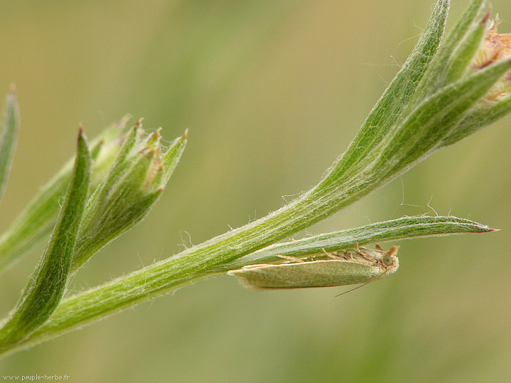 Photo macro papillon Crambide (Crambidae)