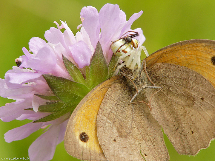 Photo macro papillon Le Myrtil (Maniola jurtina)