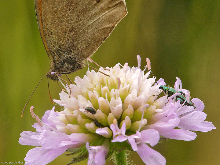 Photo macro papillon Le Myrtil (Maniola jurtina)