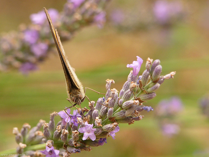 Photo macro papillon Le Myrtil (Maniola jurtina)