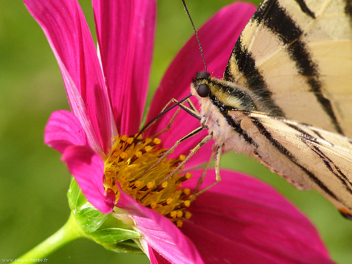 Photo macro papillon Le Flambé (Iphiclides podalirius)