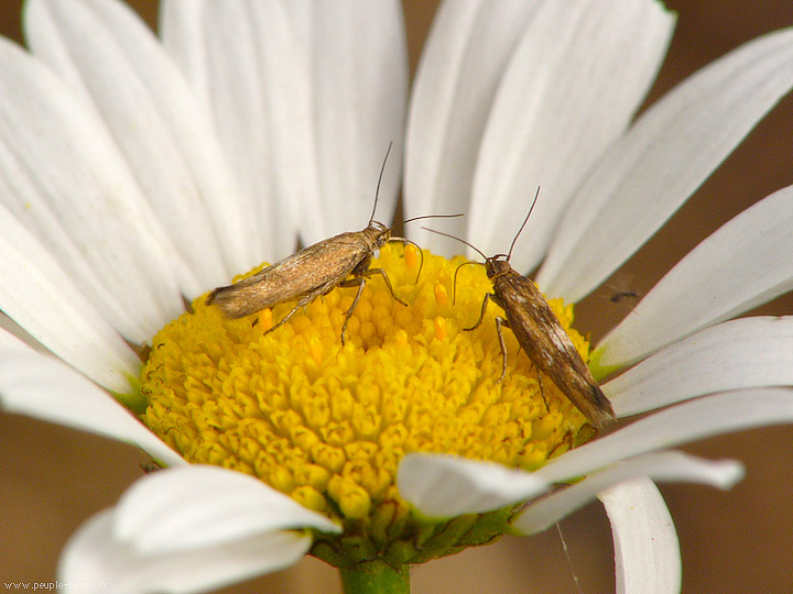 Photo macro Papillons (Lepidoptera)