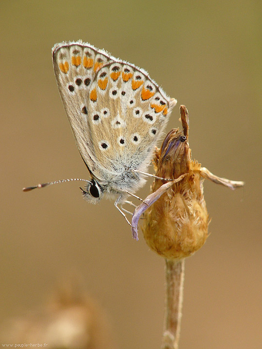Photo macro papillon L'Argus bleu (Polyommatus icarus)