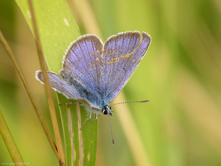 Photo macro papillon Le Demi-Argus (Cyaniris semiargus)