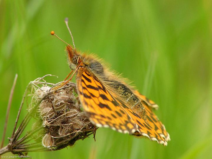 Photo macro papillon Le Grand nacré (Mesoacidalia aglaja)