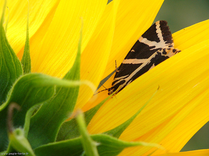 Photo macro papillon L'Ecaille chinée (Euplagia quadripunctaria)
