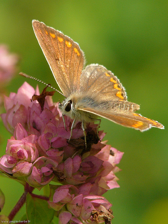 Photo macro papillon L'Argus bleu femelle (Polyommatus icarus)