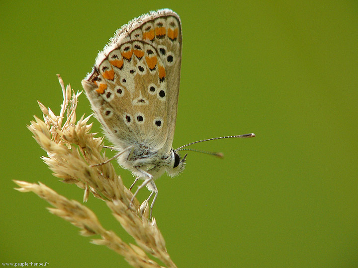 Photo macro papillon L'Argus bleu (Polyommatus icarus)