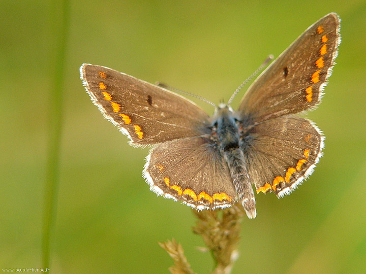 Photo macro papillon L'Argus bleu femelle (Polyommatus icarus)